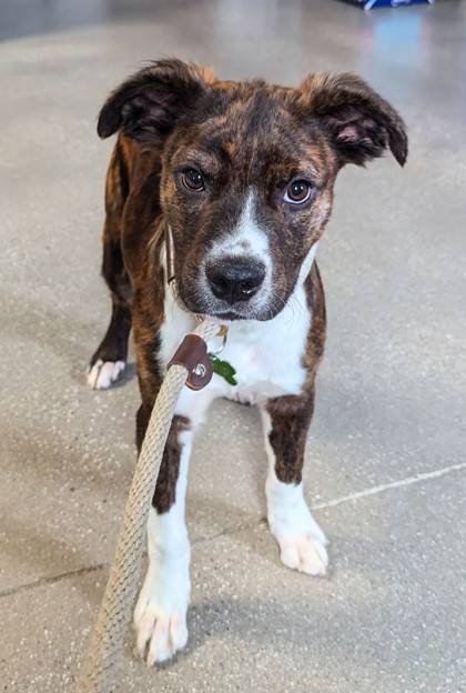 Eurydice the Mixed Breed at St. Hubert's Animal Welfare Center