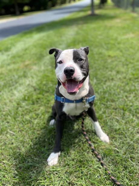 Baby Boy the Pit Bull Terrier Mix at SAVE, A Friend to Homeless Animals