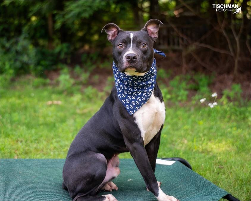 Ralphy the American Bulldog Mix at Trina & Friends K9 Rescue