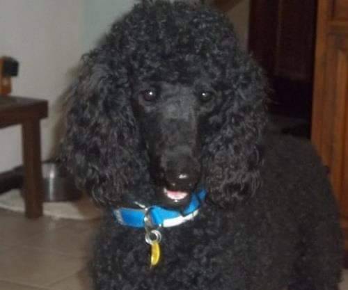 Jet the Standard Poodle at Shelter Survivors