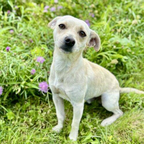 Bentley the Terrier Mix at Wonder Dog Rescue