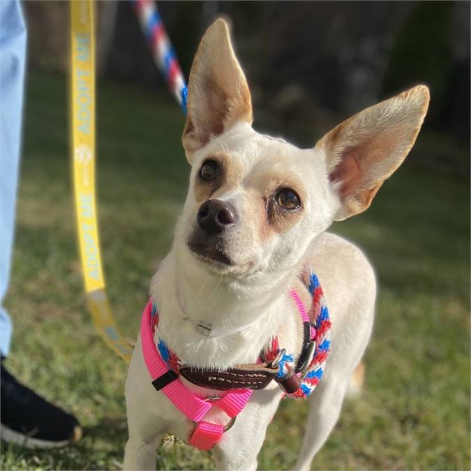 Candy Cane the Mixed Breed at Bideawee Wantagh