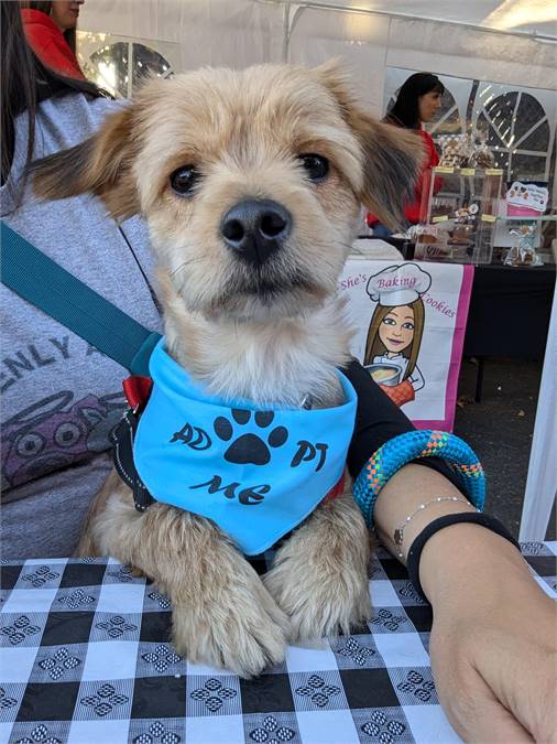 Yogi the Terrier Mix at Heavenly Angels Animal Rescue