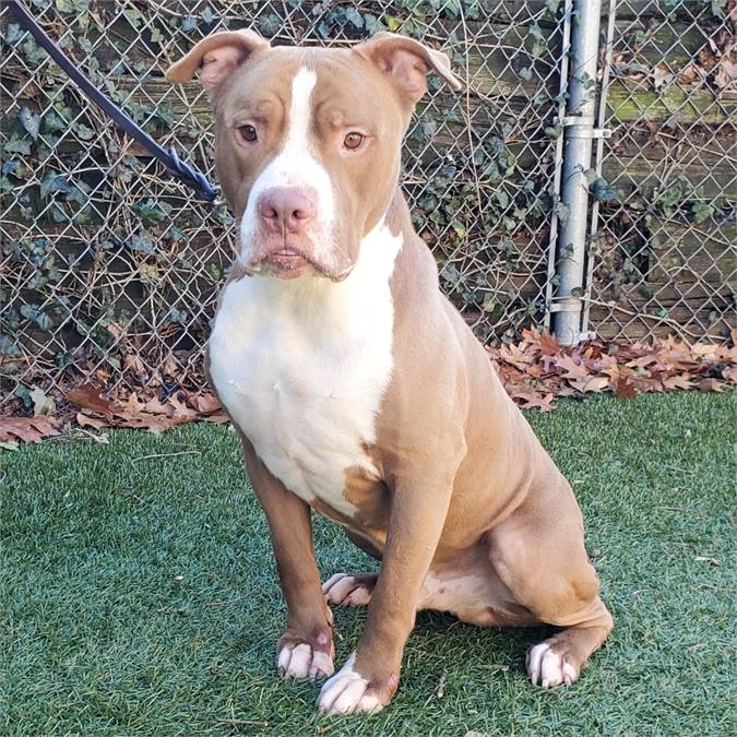 Rocky the Pit Bull Terrier at Town of North Hempstead Animal Shelter