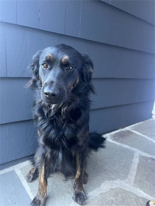 Billie the Spaniel at Home For Good Dog Rescue