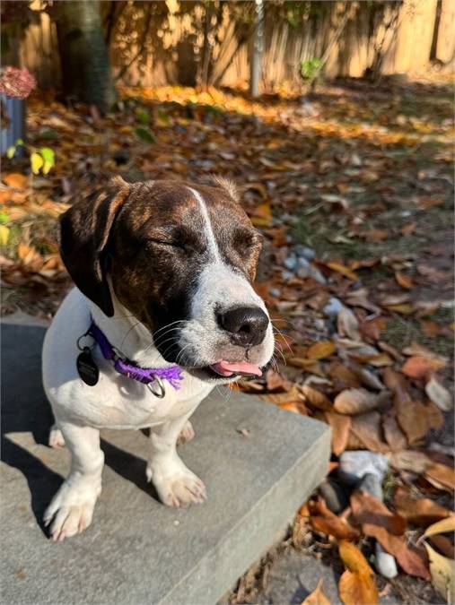 Sophie the Basset Hound at Home for Good Dog Rescue