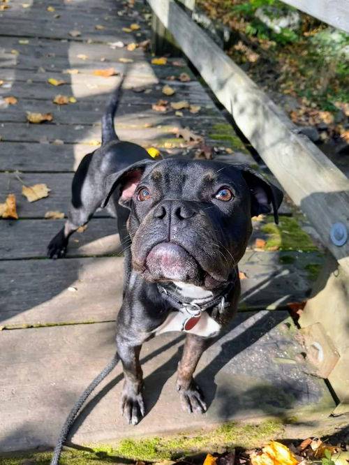 Boxer / Bulldog Mix at Eleventh Hour Rescue