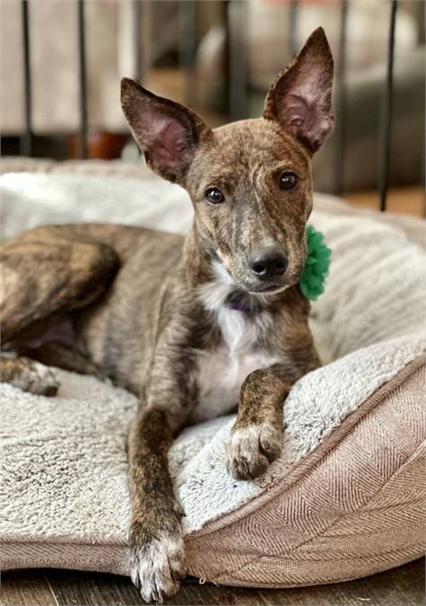 Terrier Mix at Eleventh Hour Rescue