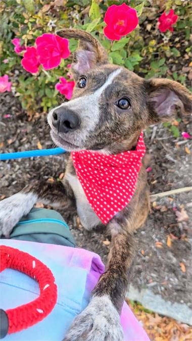 Plott Hound Mix at Eleventh Hour Rescue