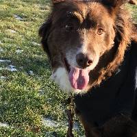 Scout the Australian Shepherd at A Pathway to Hope