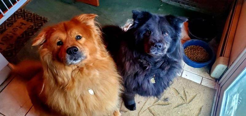 Bonnie & Clyde the Chow Chow Mixes at Animal Alliance of NJ