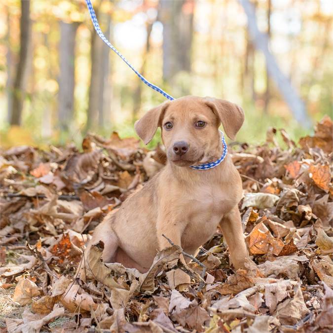 Lela the Hound Mix at Animal Alliance of NJ