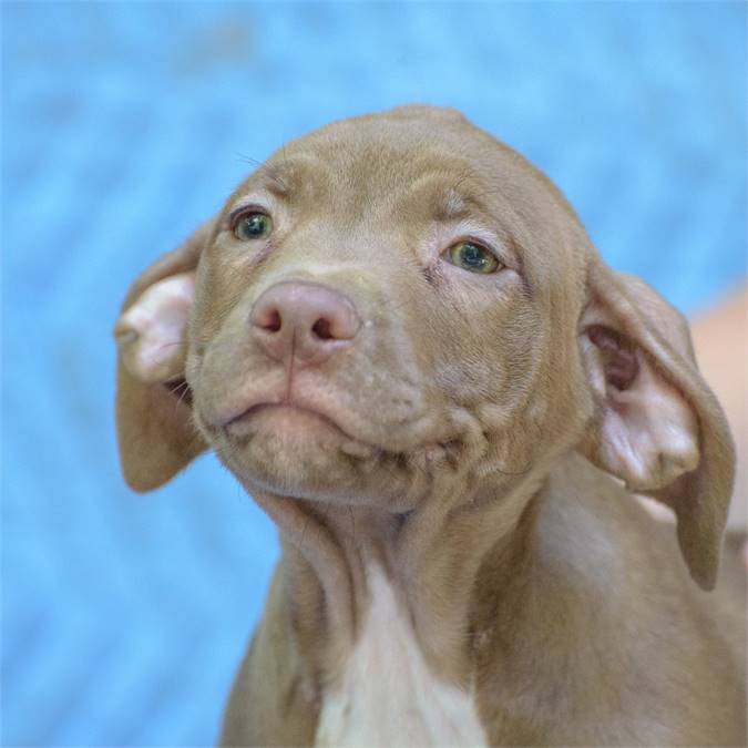 Philly the Hound & Pit Bull Terrier Mix at Animal Alliance of NJ