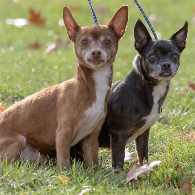 Doodles and Cocoa the Chihuahua Bonded Pair at Animal Alliance of NJ