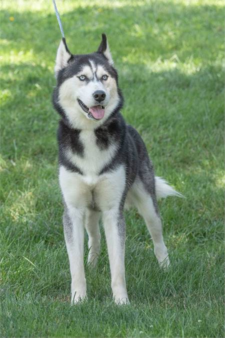 Ivan the Siberian Husky at Animal Alliance of NJ