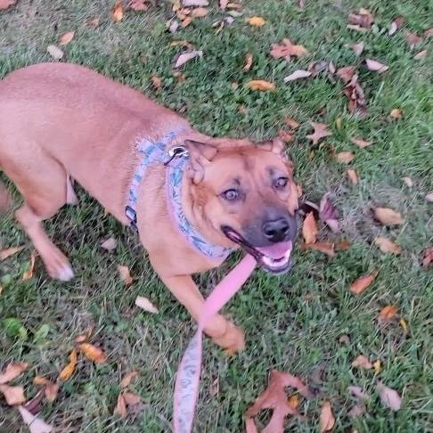 Molly the Redbone Coonhound Mix at Animal Alliance of NJ