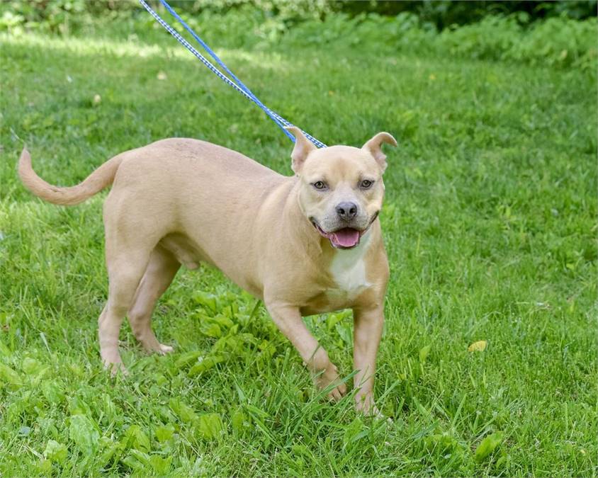 Mikey the Hound & Terrier Mix at Animal Alliance of NJ