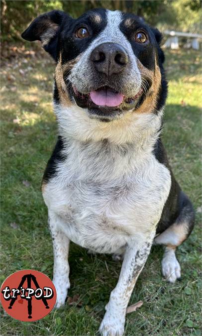 Kooper the Mixed Breed at Animal Welfare Association of New Jersey