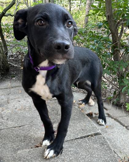 Jinglehimmer the Terrier Mix at Animal Welfare Association of New Jersey