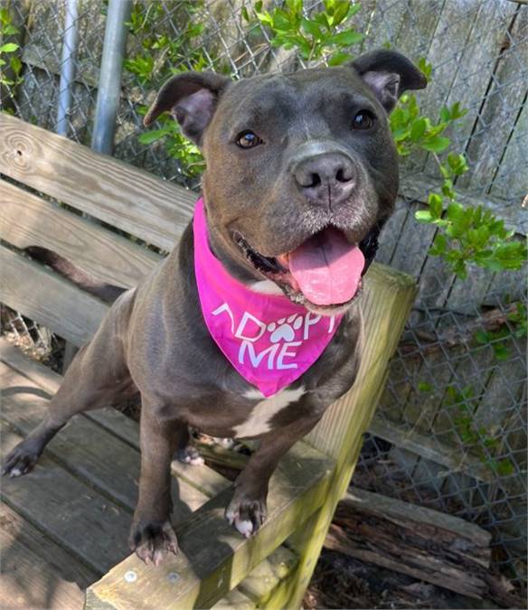 Katherine the Pit Bull Terrier Mix at AHS-Tinton Falls