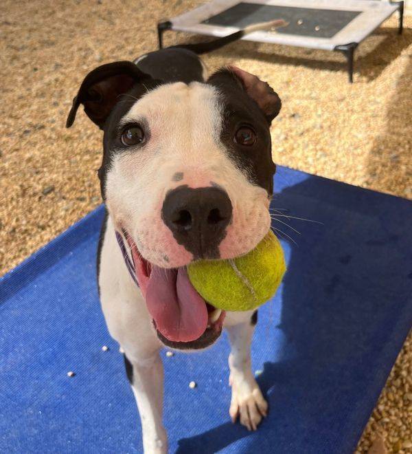 Buttercup the Pit Bull Terrier Mix at AHS-Tinton Falls