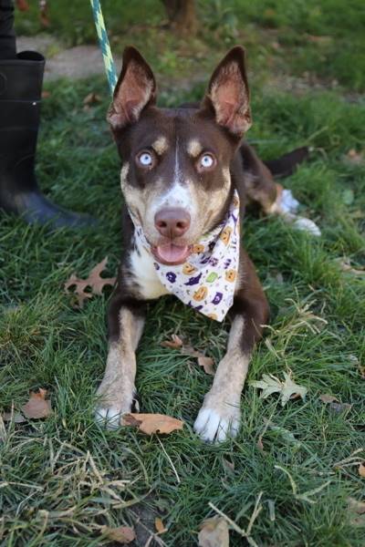 Roxy the Siberian Husky Mix at AHS-Tinton Falls