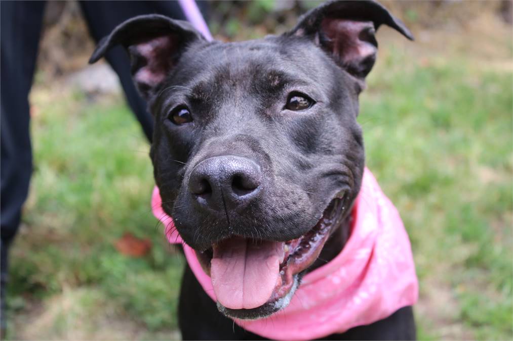 Luna the Pit Bull Terrier & Black Labrador Retriever Mix at AHS - Newark