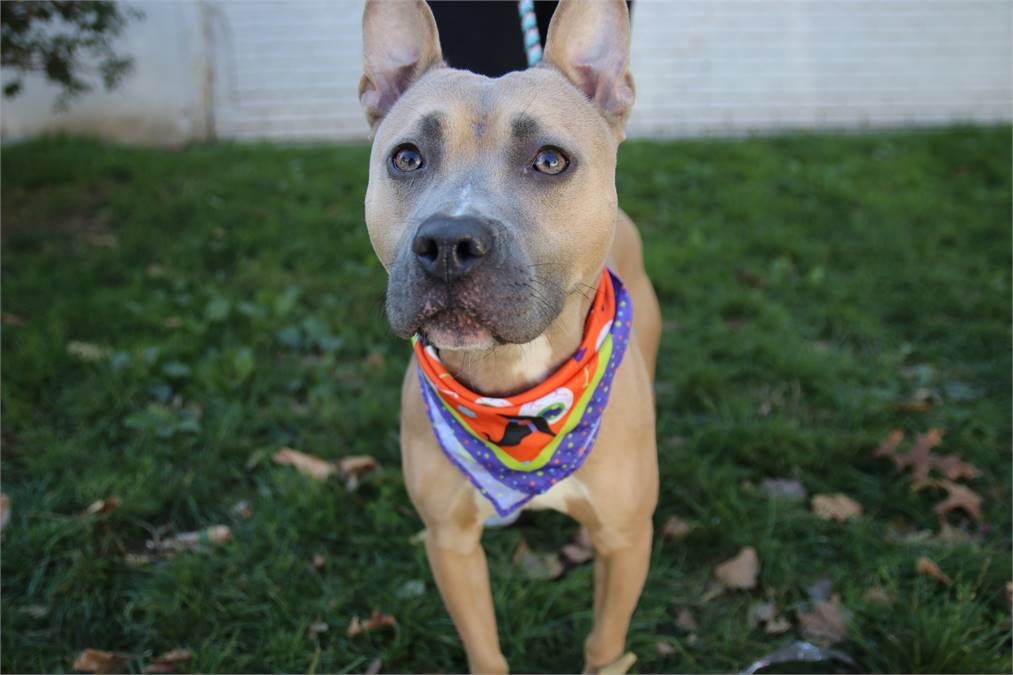 Scrappy Doo the Pit Bull Terrier Mix at Associated Humane Societies - Newark