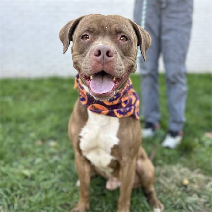 Butters the Pit Bull Terrier at Associated Humane Societies - Newark