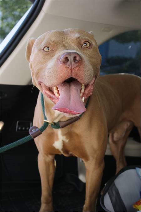 King the Pit Bull Terrier Mix at Associated Humane Societies - Newark