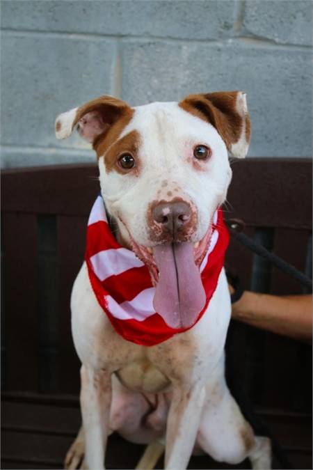 Wendell the Pit Bull Terrier Mix at Associated Humane Societies - Newark