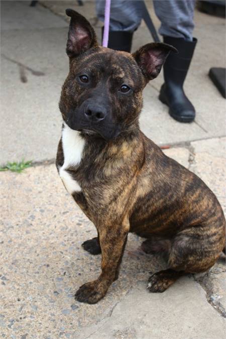 Jack the Pit Bull Terrier Mix at Associated Humane Societies - Newark