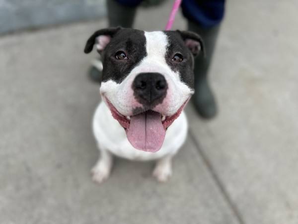 Maddie the Pit Bull Terrier Mix 