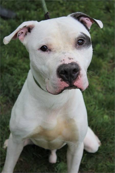 Ziggy the Pit Bull Terrier Mix at Associated Humane Societies - Newark