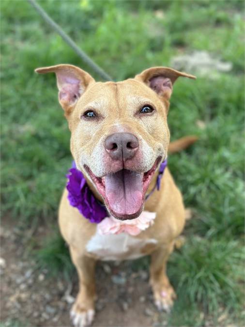 Bailey the Pit Bull Terrier Mix at Associated Humane Societies - Newark