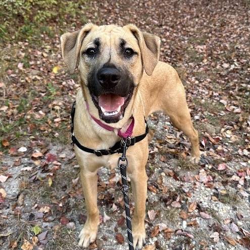 Elsie the Mixed Breed at Beacon Animal Rescue