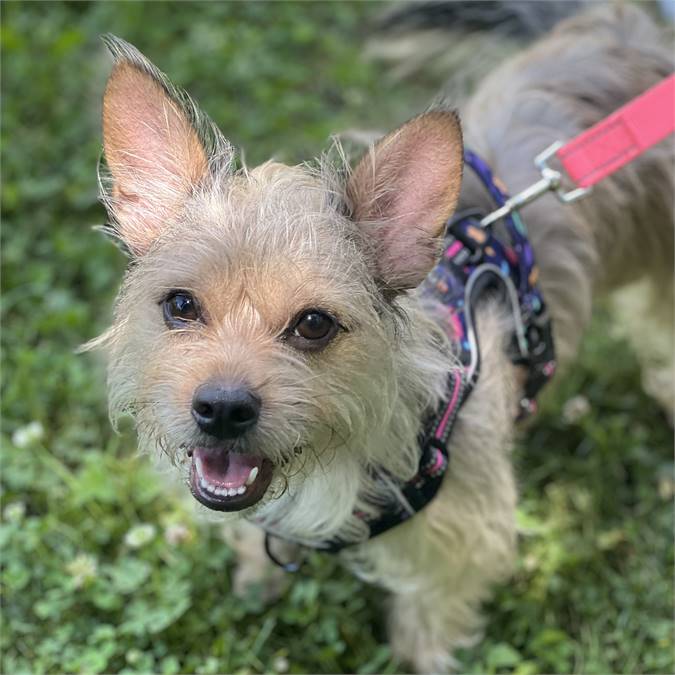 Bella the Wirehaired Terrier Mix at Best Friend Dog and Animal Adoption, Inc.