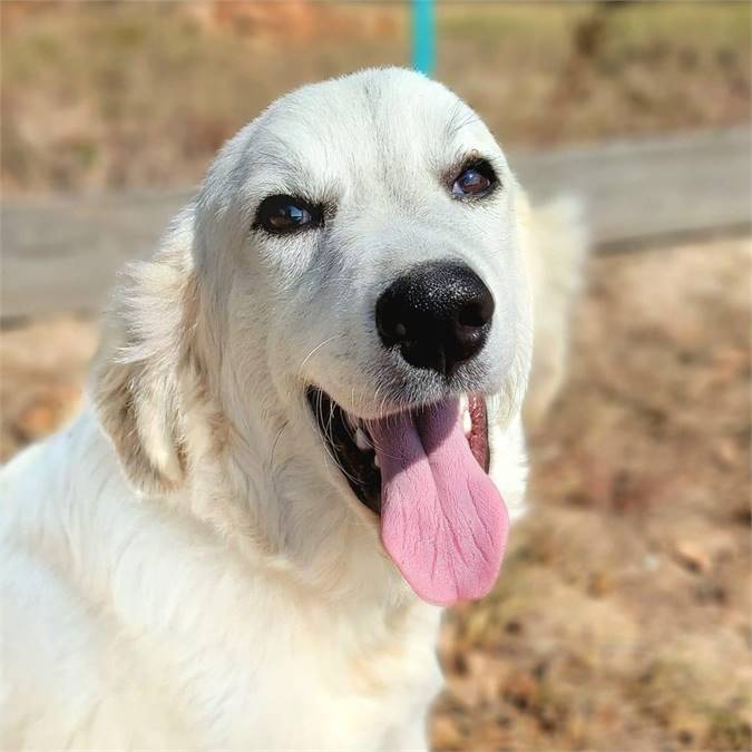 Stuart the Golden Retriever & Great Pyrenees Mix at Big Dog Rescue Project