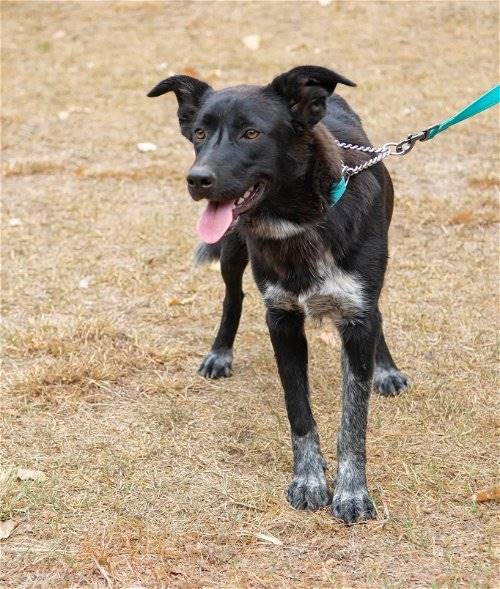 Nollie the Australian Cattle Dog / Blue Heeler Mix at Big Dog Rescue Project