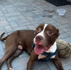 Toby the American Pit Bull Terrier at Brick City Rescue