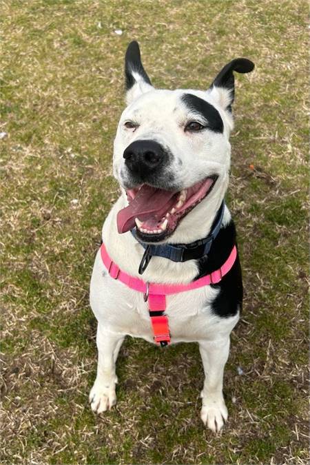 Poe at Cape May County Animal Shelter and Adoption Center