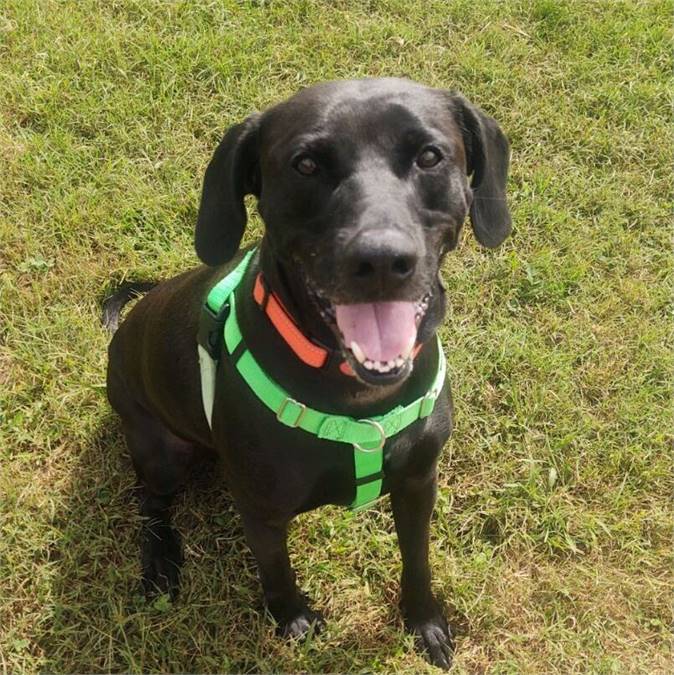 Jo Jo at Cape May County Animal Shelter and Adoption Center