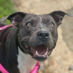 Denver the Pit Bull Terrier Mix at Home Free Animal Rescue