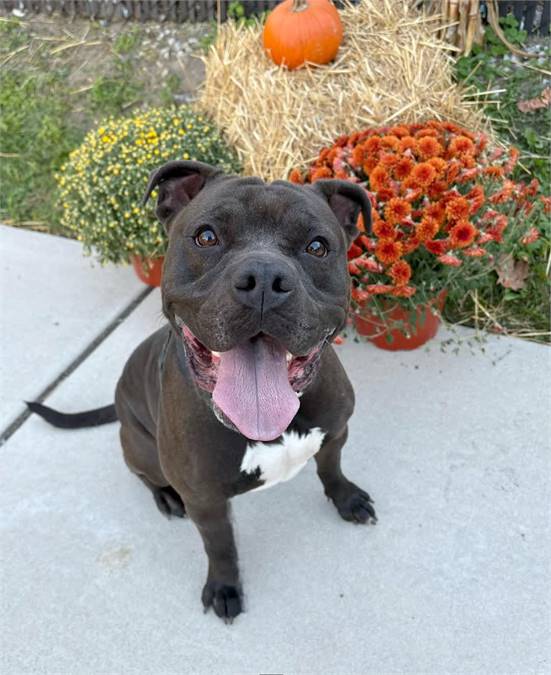 Bingo the Mixed Breed at Homeward Bound