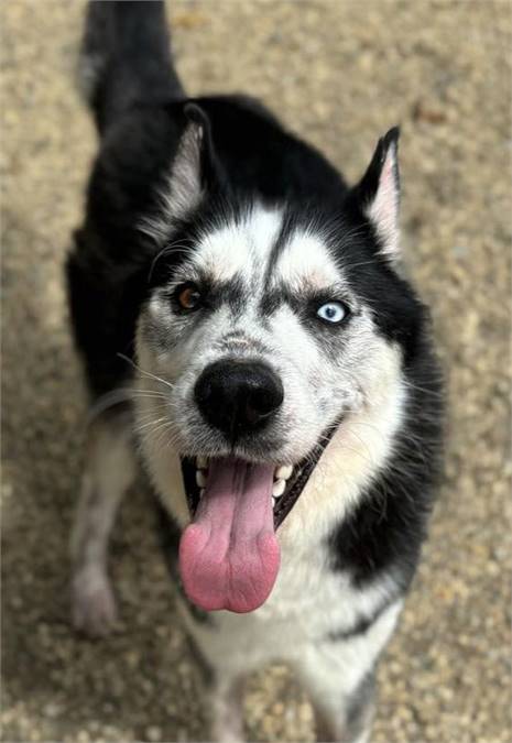 Saint the Siberian Husky at Husky House