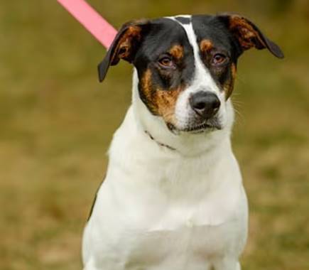 Rocco the Hound at Jersey Shore Animal Center