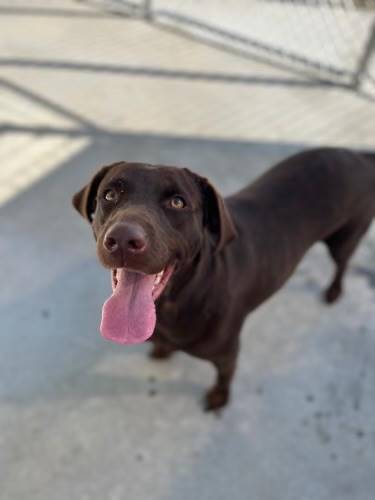 Coco the Chocolate Labrador Retriever Mix at JKRC Rescue