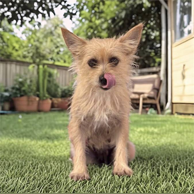 Blondie the Chihuahua & Chorkie Mix at Lost Paws Animal Rescue