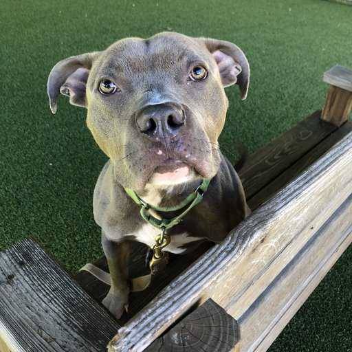 Capone the Pittie Mix at Monmouth County SPCA