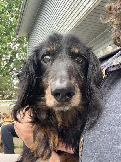 Oliver the Miniature Long Haired Dachshund at New Life Animal Rescue